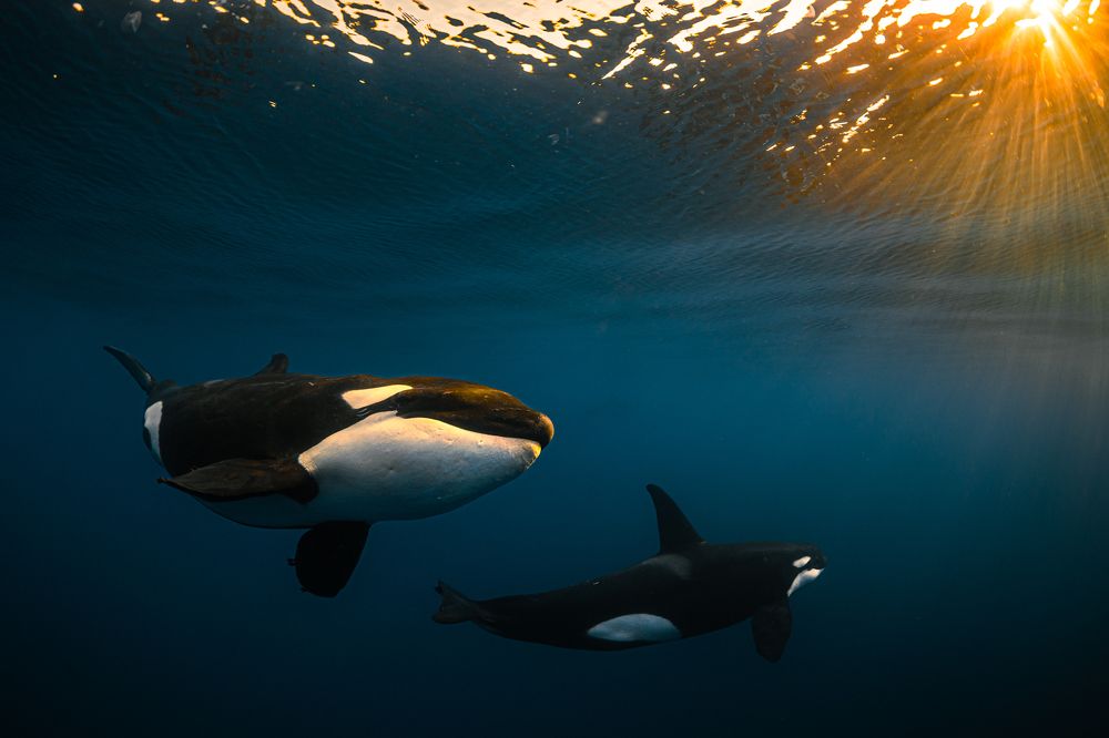 Orca Sunset