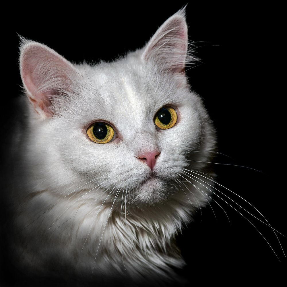 White kitty - Белая кошечка