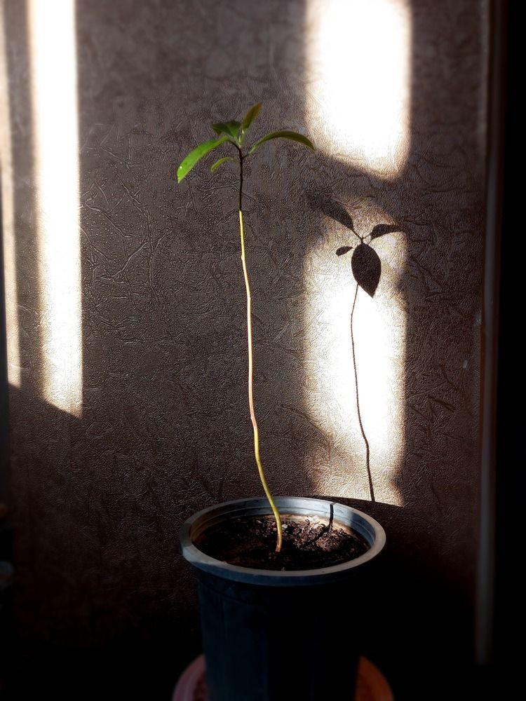 عکاسی با موبایل