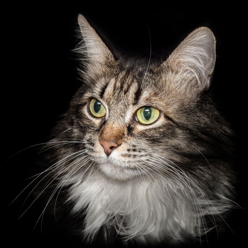 Cat Vaska - Кот Васька