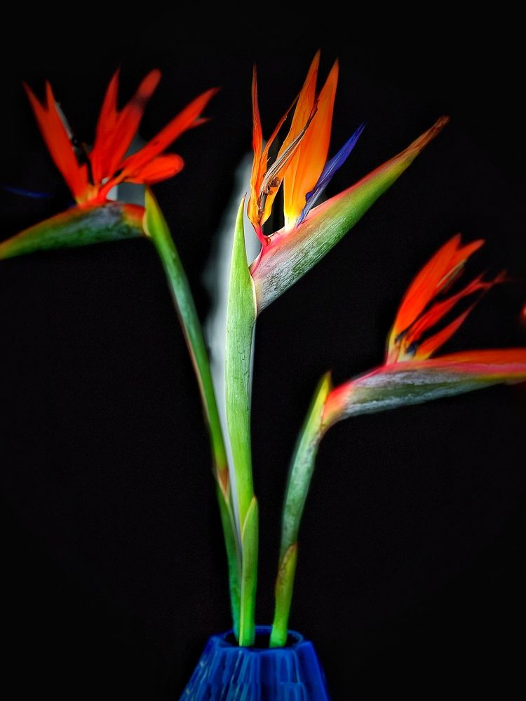 Фотография автора Olga Klyueva