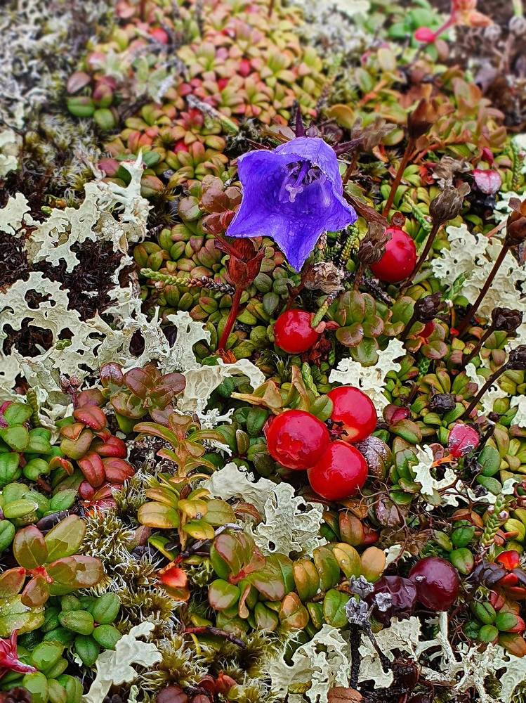 Tundra plants of Kamchatka peninsula
