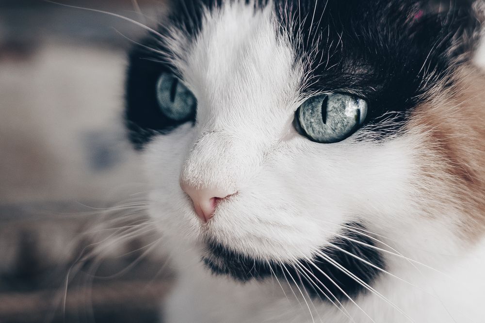 Photograph by Ольга Казакова