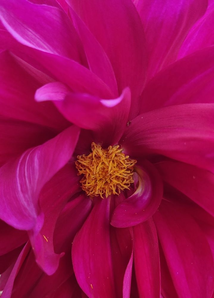 Photograph by SRIMANTA RAY