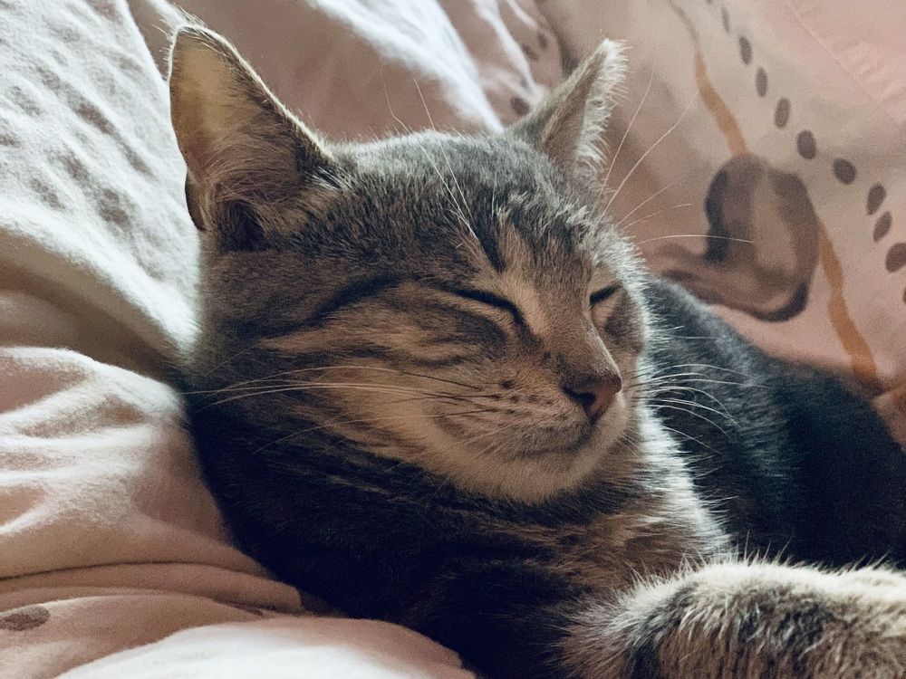 Фотография автора Viktoria Farkas