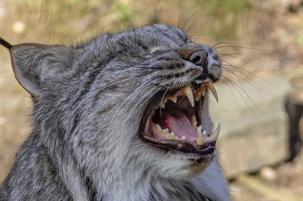 Фотография автора Viktoria Farkas