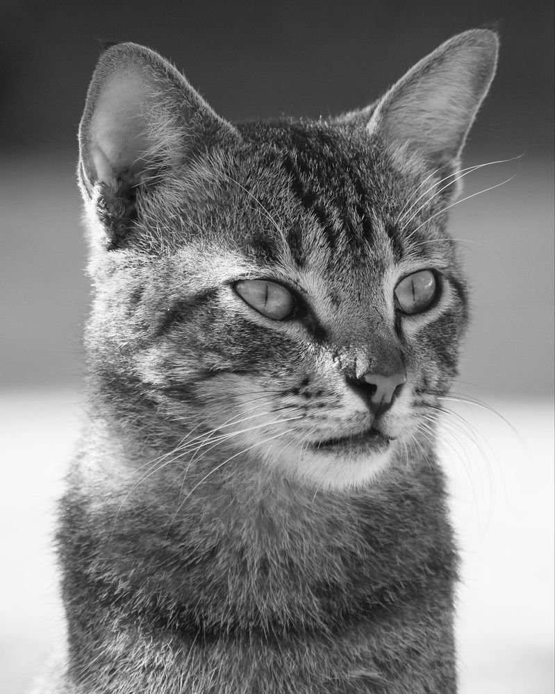 Photograph by Suresh Kumar