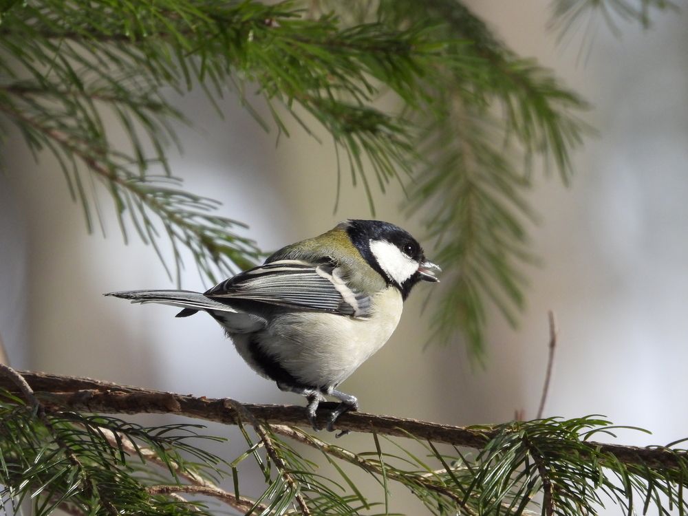 Photograph by Алексей Исаченко