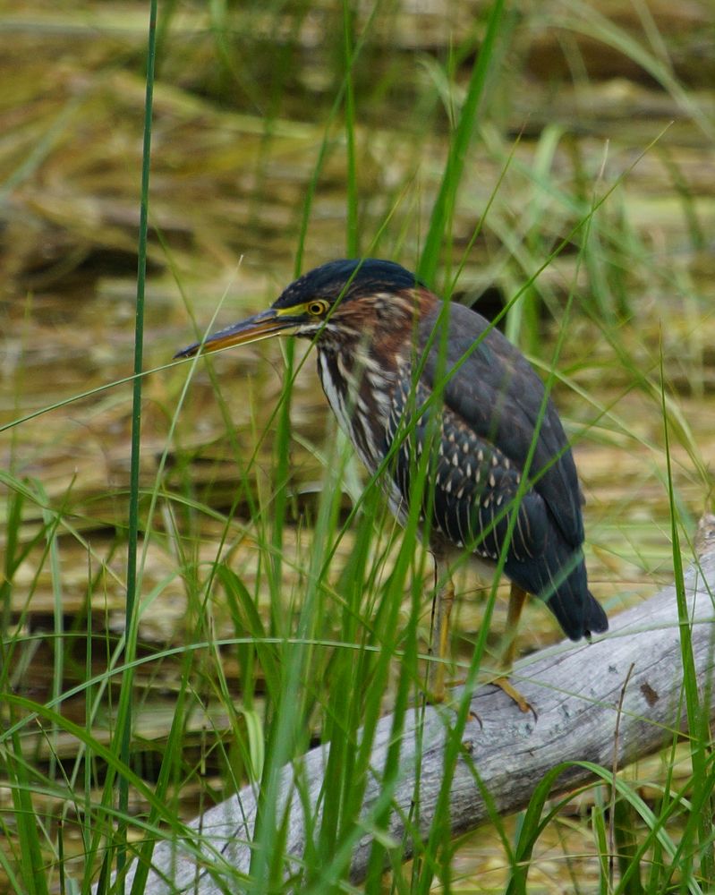 Photograph by Ken Oliver