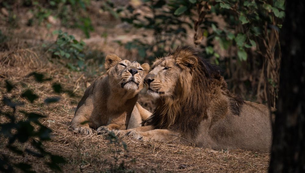 Фотография автора Dipayan Debbarma