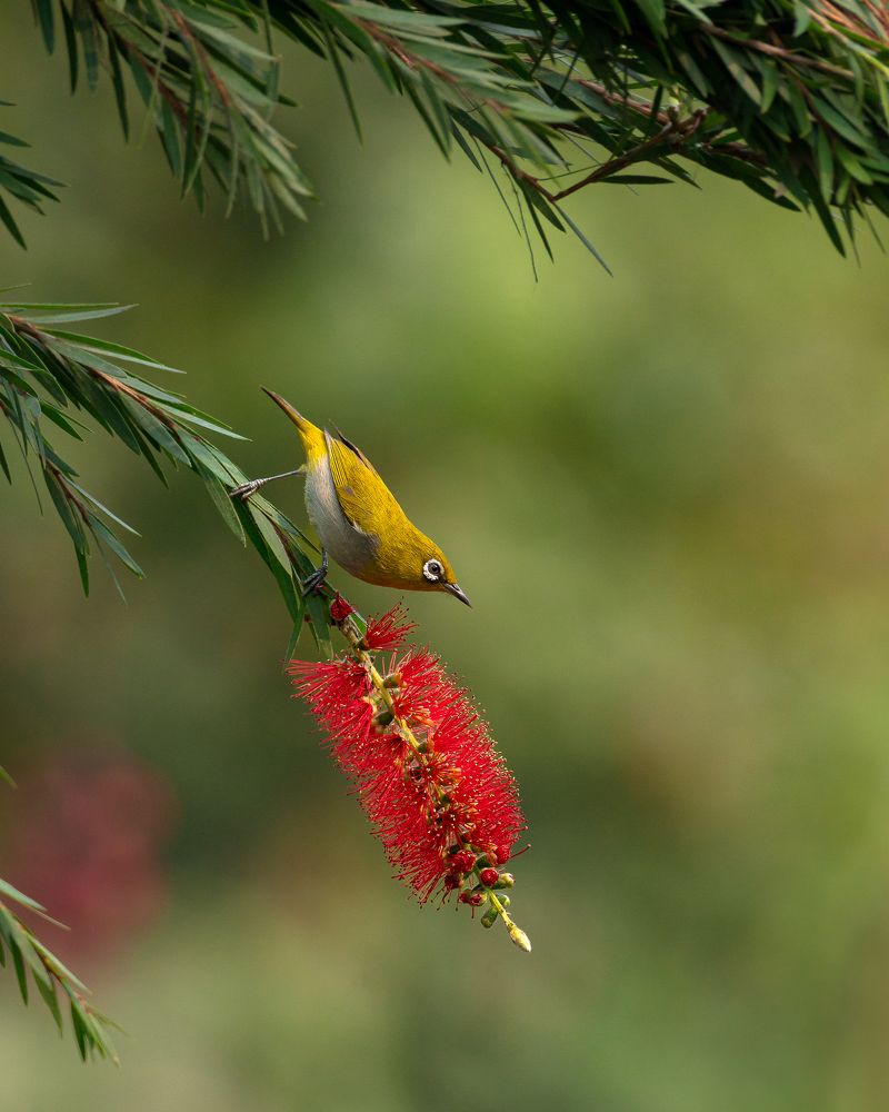 Фотография автора Mainak Halder