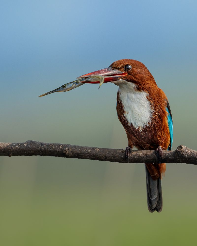 Фотография автора Mainak Halder