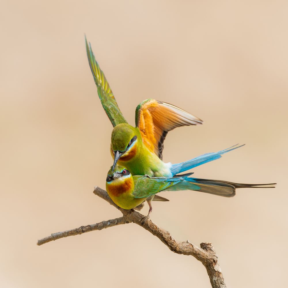 Фотография автора Mainak Halder