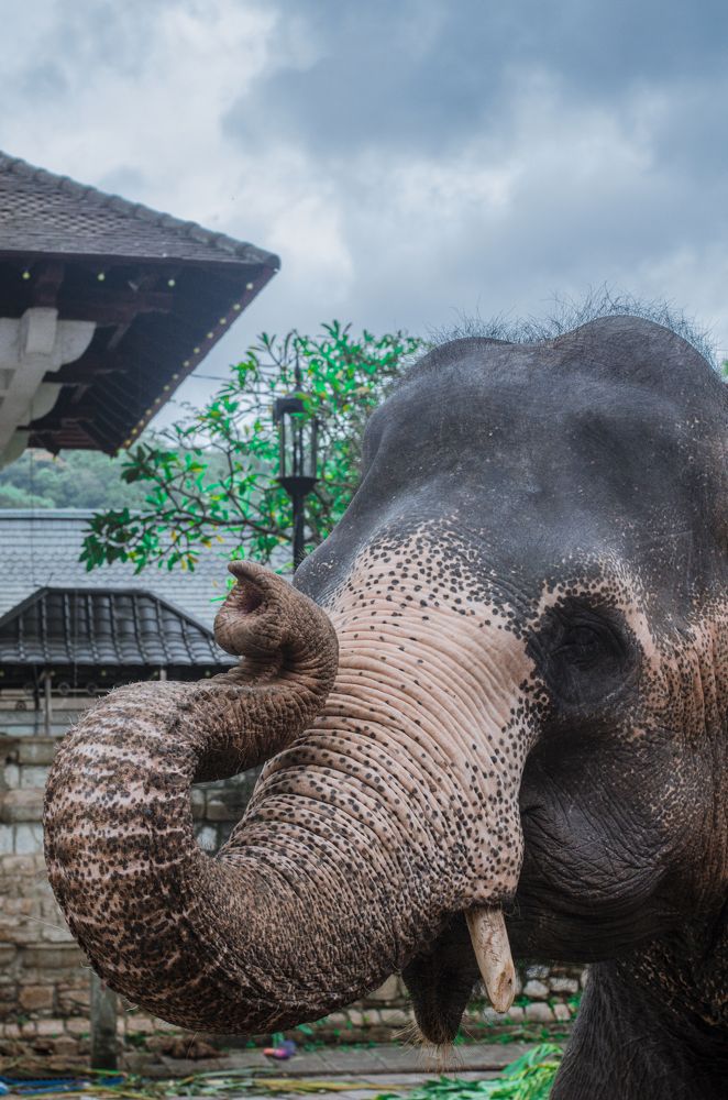 Photograph by Ashan Prageeth