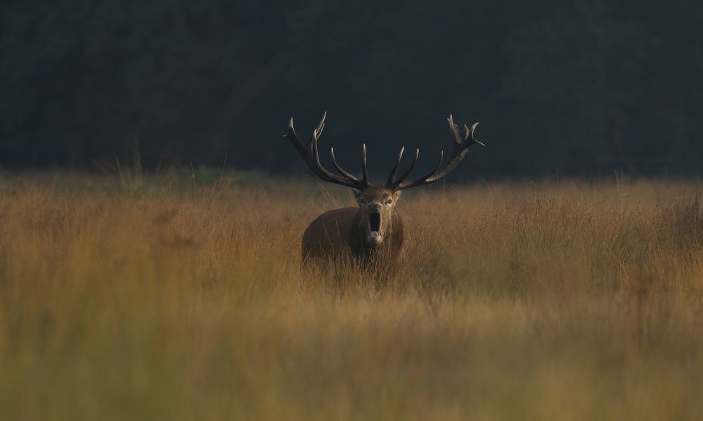 Фотография автора Kowalski Jaroslaw