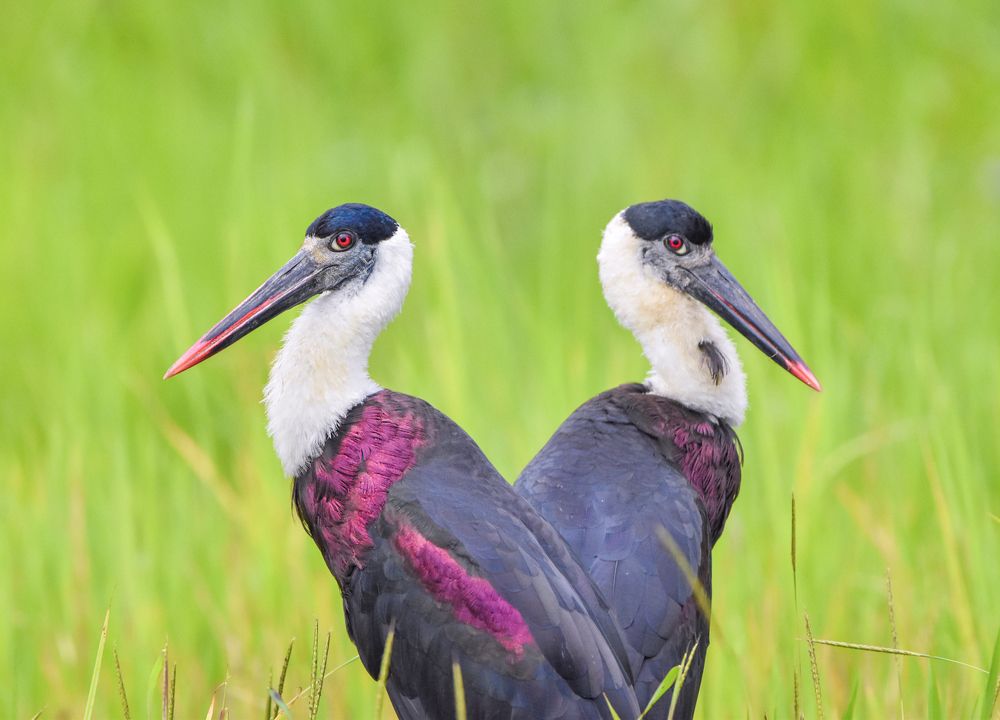 Photograph by Dinuka Sachintha