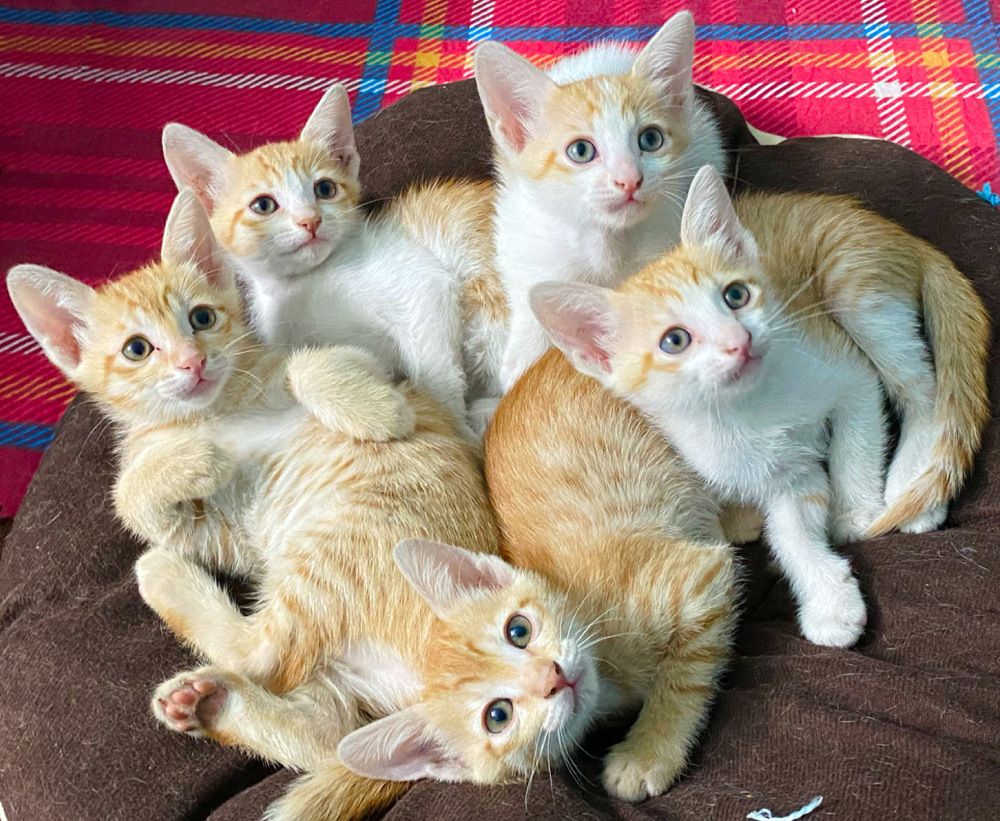 Photograph by Sharma Dr Megha