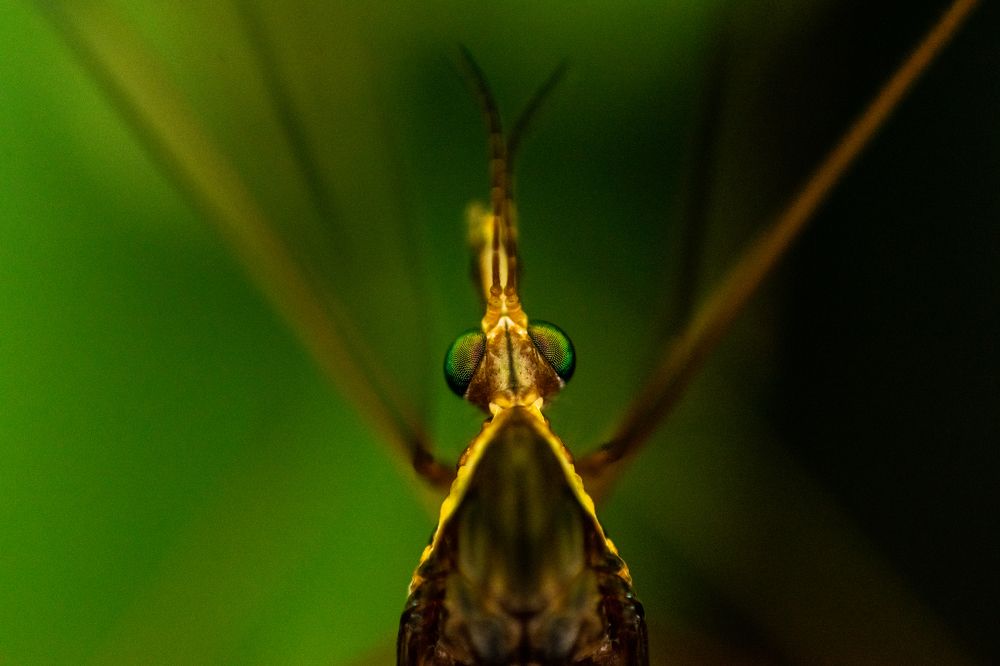 Фотография автора Jose Marcos Carvajal Tarazona