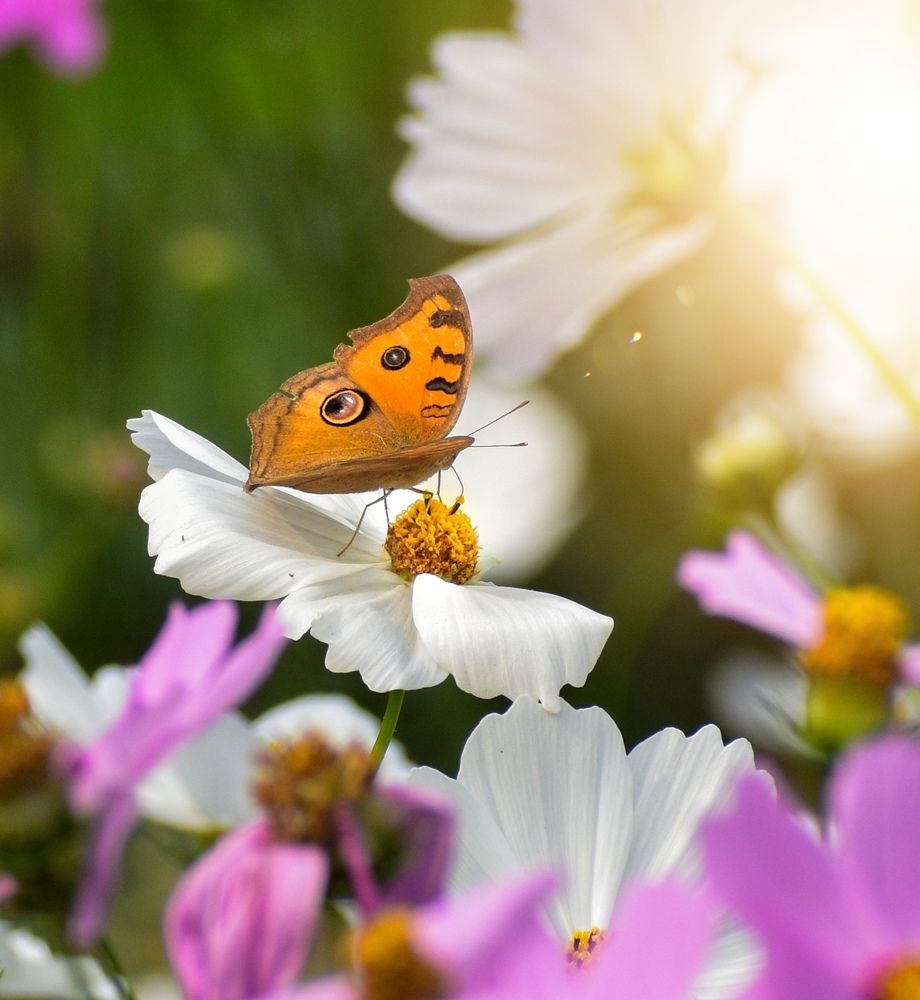 Peacock Pansy with Garden Cosmos flower...