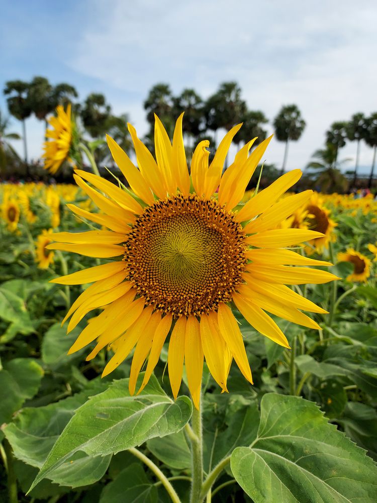 Photograph by Sajan S