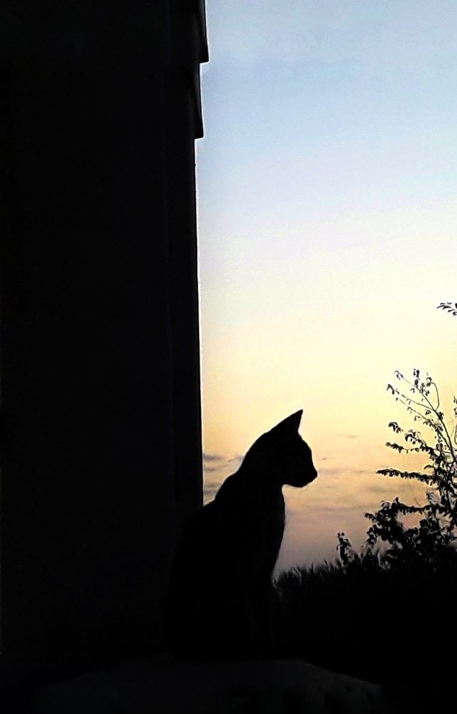 Photograph by Sajad Alizadeh