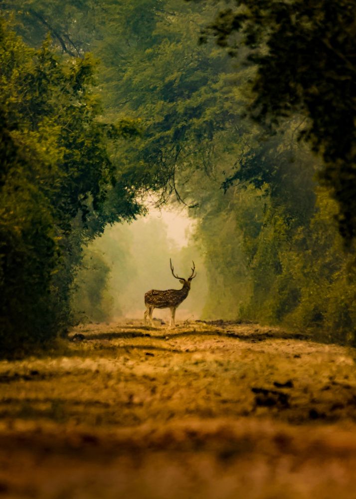 Photograph by Dhruv Shilpi