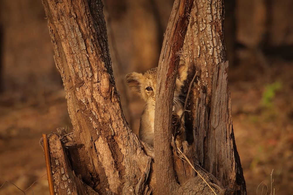 Photograph by Premal Nandpal