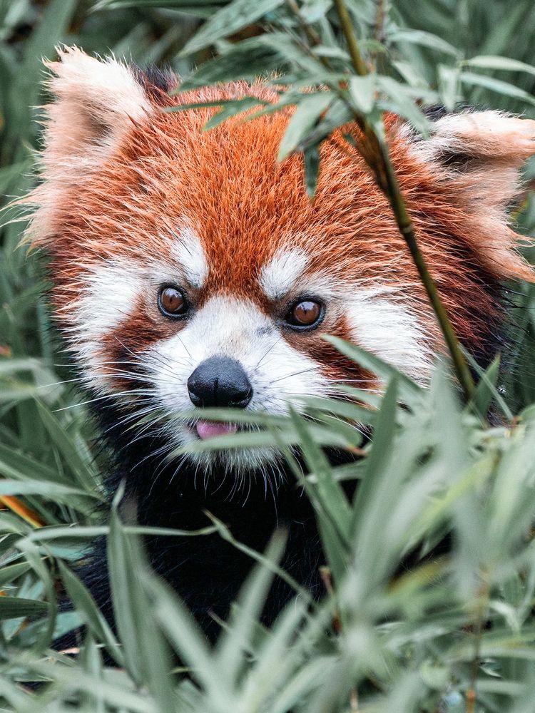 Wild Chinese Red Panda