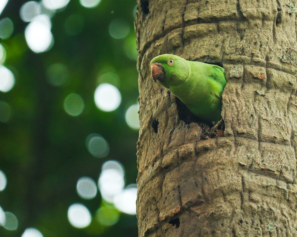 Rose ringed parakeet