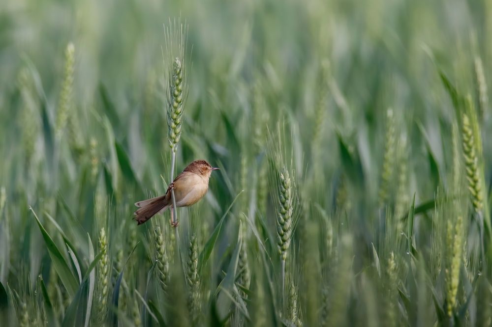 Photograph by Arindam Chowdhury