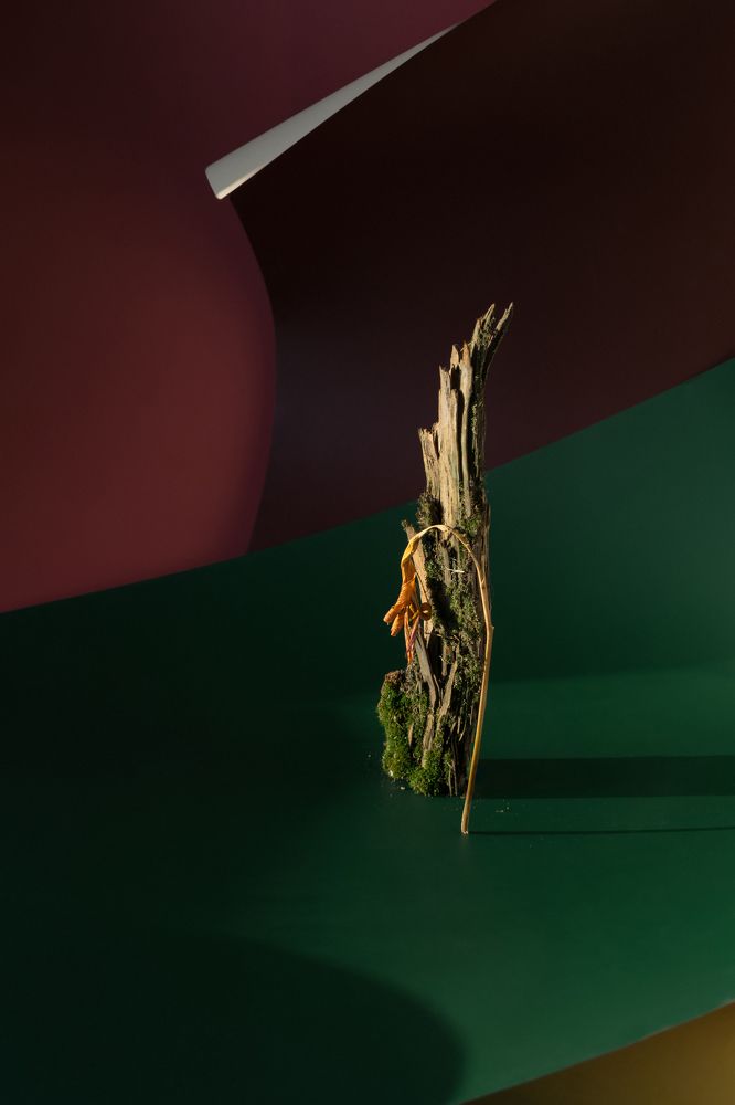 Фотография автора Светлана Бобошина