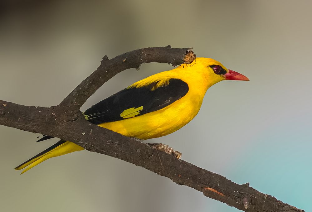 Photograph by prasenjit sinha