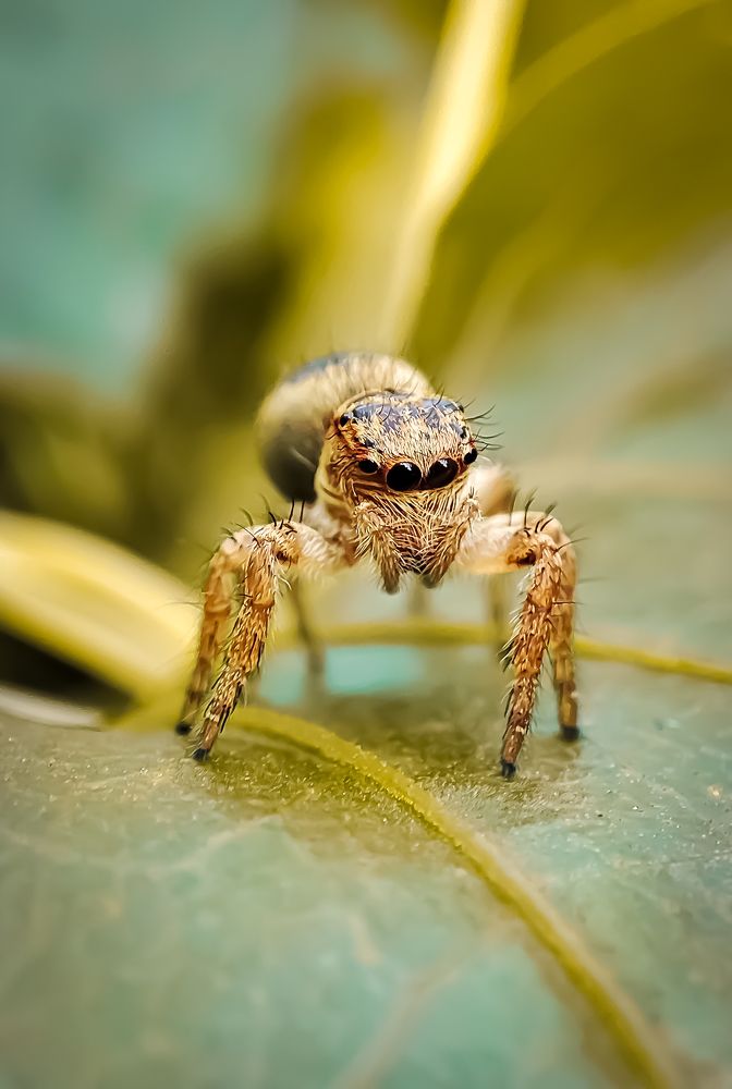 Photograph by Sajith Nayanananda