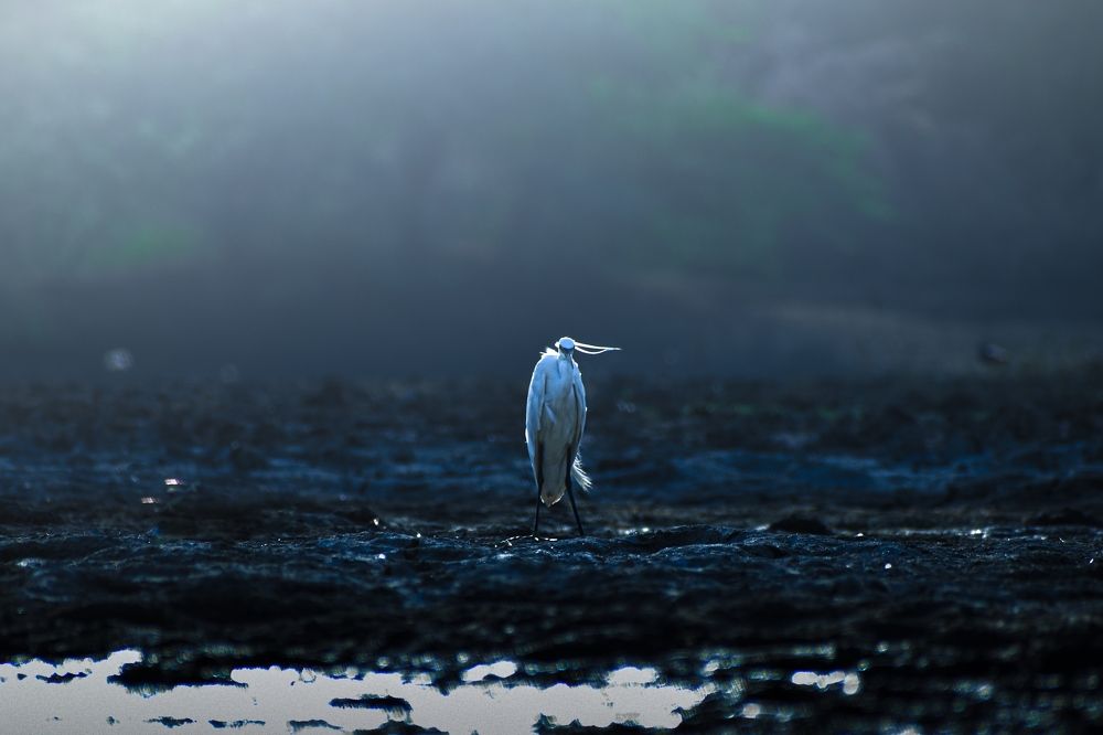 Egret