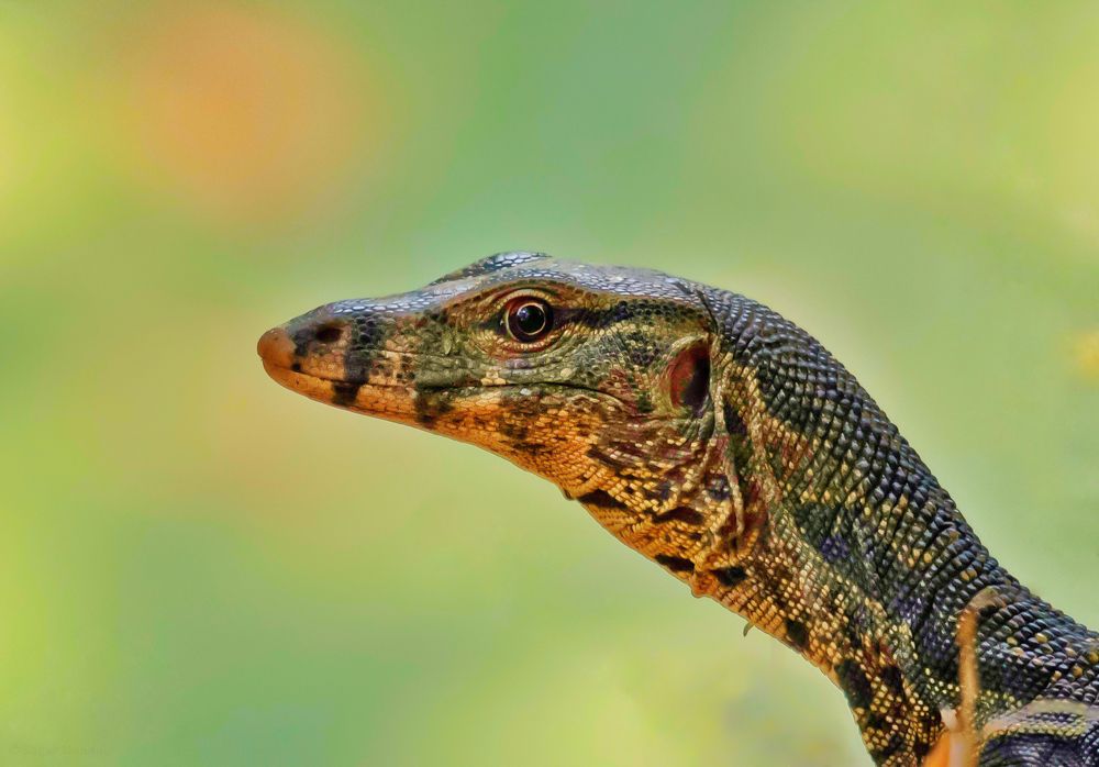 Photograph by Sagar Mondal