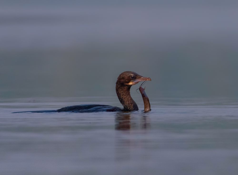 Photograph by Sagar Mondal