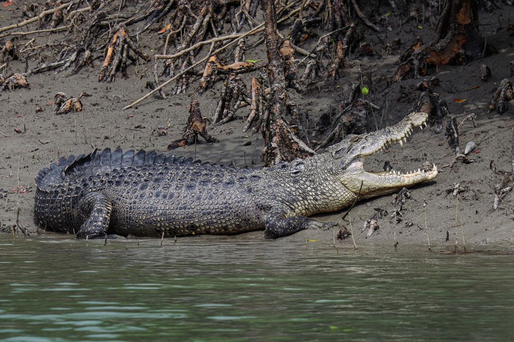 Photograph by Arkachanda Roy