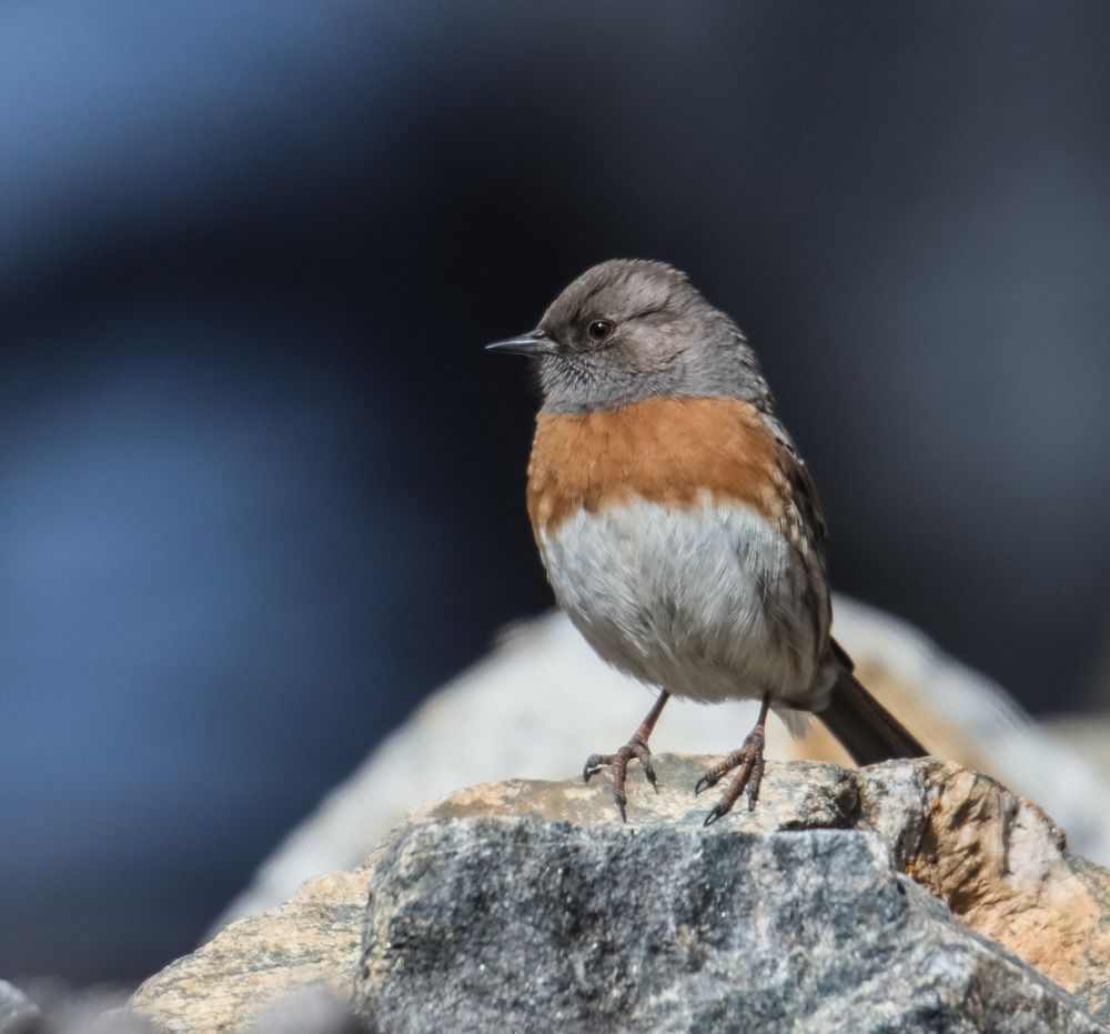 Steady Observer @ 17800 ft.