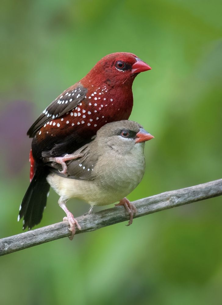 Strawberry finch mating