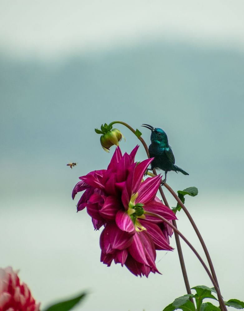 Photograph by Jit Roy