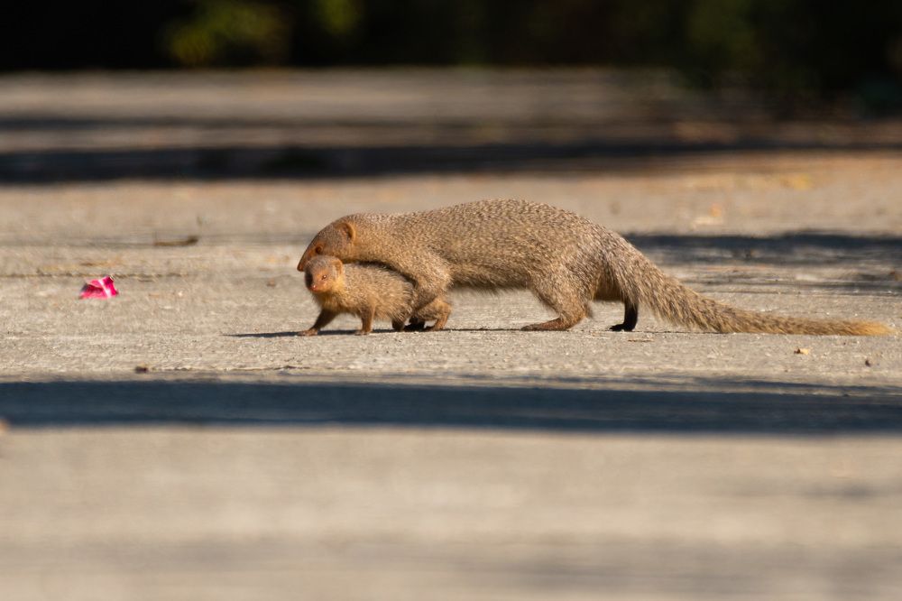 Photograph by Rajiv Mani