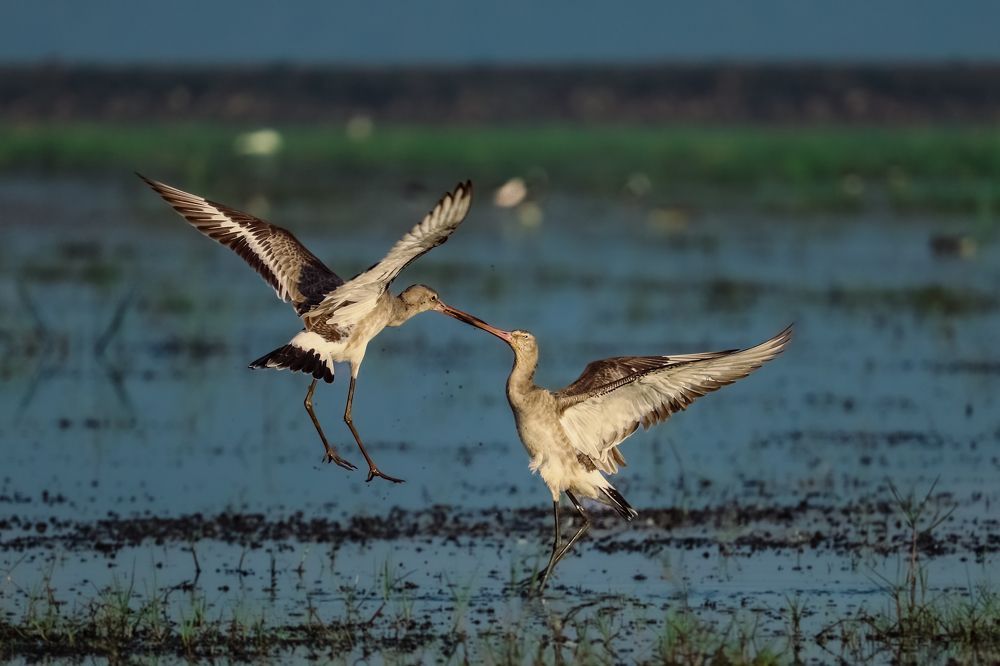 Photograph by Arkachanda Roy