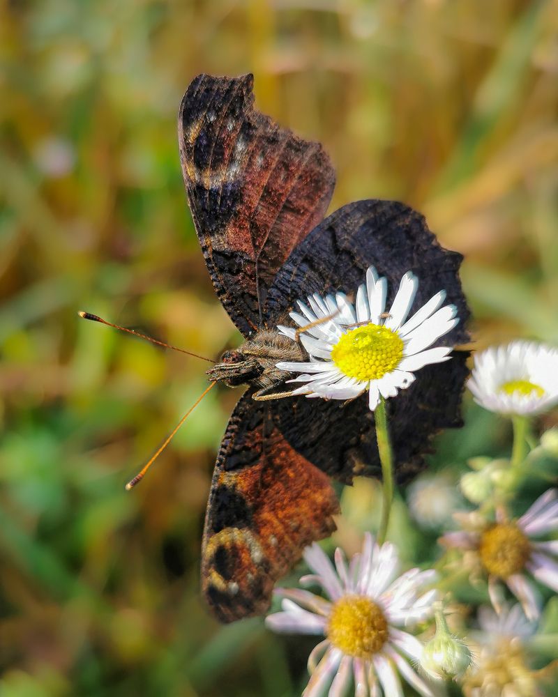 Фотография автора Дмитрий