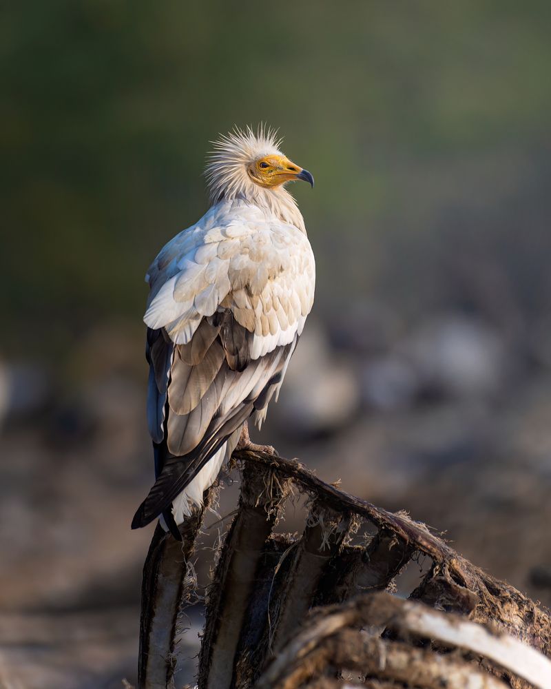 Photograph by Subhash Saraff