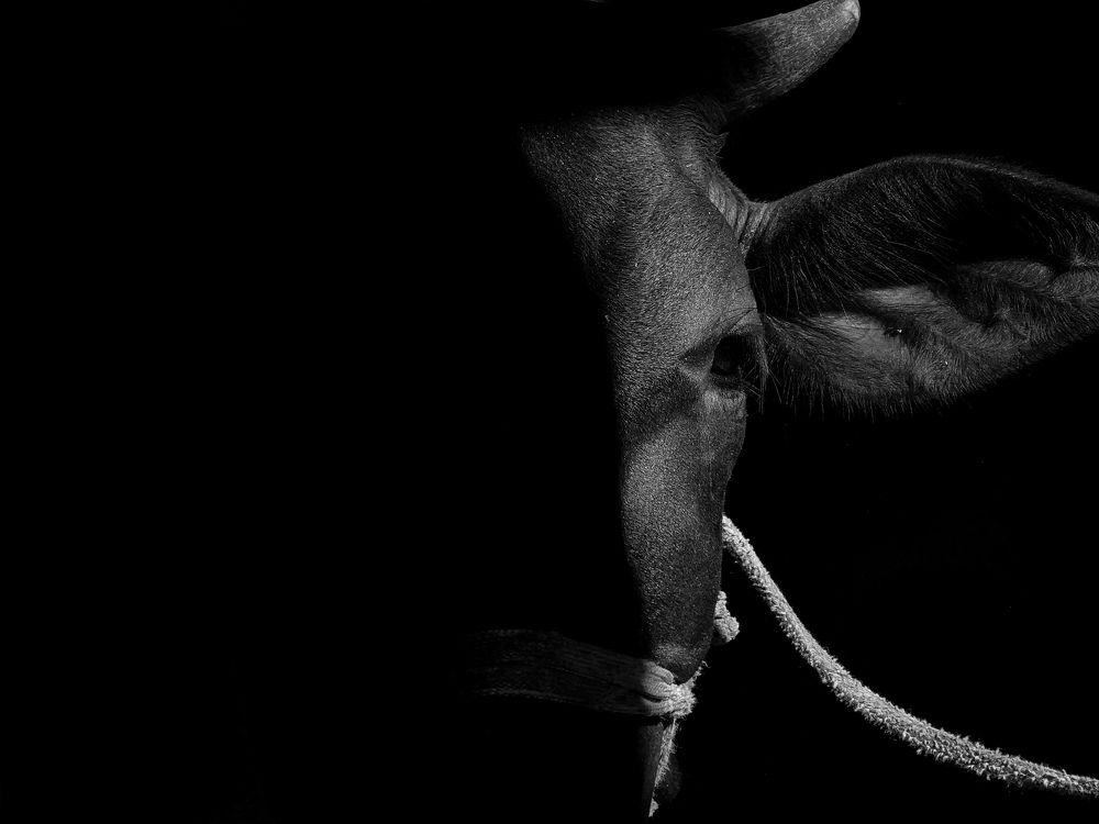 Photograph by Sanjay Been