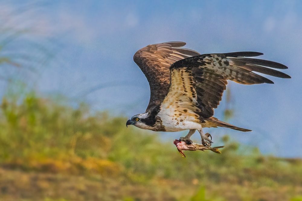 Photograph by Snehajit Lahiri