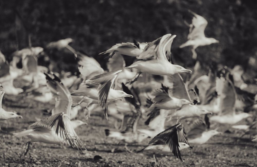 Photograph by Vaxo Janjgava