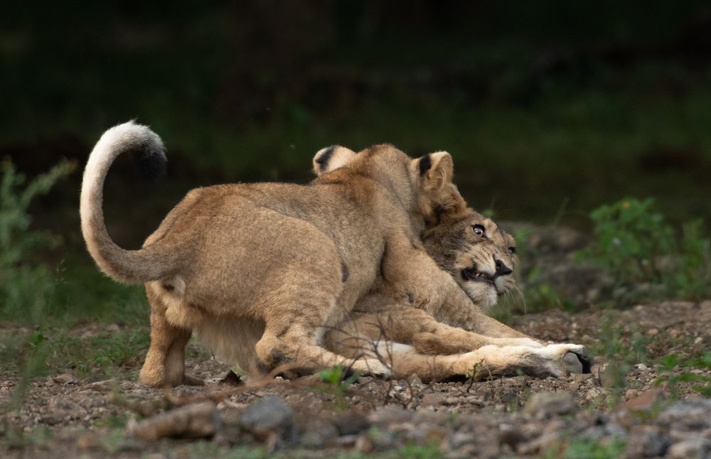 Фотография автора Ishan Vora