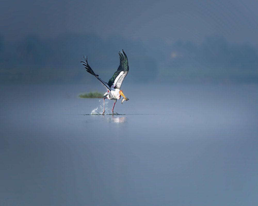 Photograph by Subhash Saraff