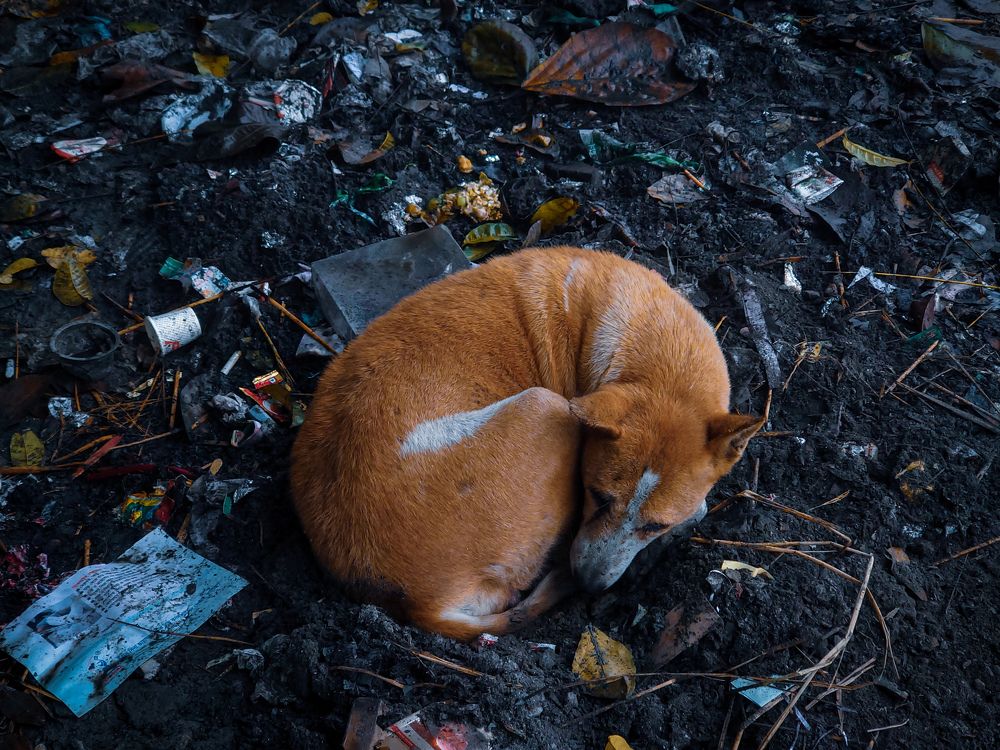 Photograph by Sanjay Been